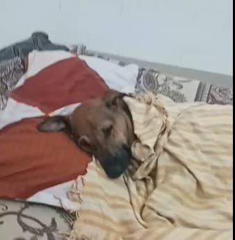 काश, मज़दूर आंदोलन के हितैषी बन रहे लोग रंगे सियार न होते और सचमुच में निरंतर काम किया होता!